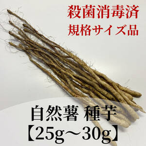 自然薯 むかご一年苗 50本【約25g～30g】消毒済 ／種芋