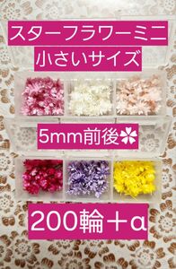 スターフラワーミニ 大地農園 小さいサイズ 5mm前後 200輪＋α プリザーブドフラワー 花材 ケース入り