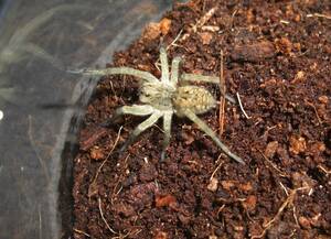 Lycosa singoriensis 　ウイグル産コモリグモ　CB幼体　安心サイズ　２匹セット　　タランチュラ　クモ 　陸送地域限定/航空便不可　