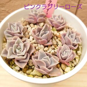 ピンクラブリーローズ　カット苗　8個 多肉植物