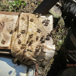 キンリョウヘン 待ち受けルアー 分蜂捕獲に・日本蜜蜂のミツロウ  蜜蝋100ｇの画像3