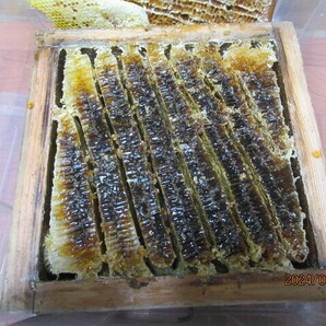 日本蜜蜂 の純粋天然百花ハチミツ  600ｇ  非加熱  糖度80 R6年3採密の画像2
