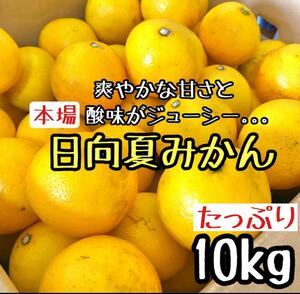 【訳あり】日向夏 10kg 小夏 文旦 みかん 甘夏 ポンカン 好きにb