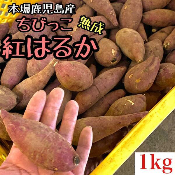 ぷち芋◎鹿児島県産 紅はるか 1kg さつまいも 焼き芋にd