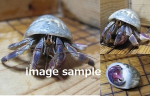 oka hermit crab blue series ( purple oka hermit crab. a little largish ) 2 pcs set!(set3)