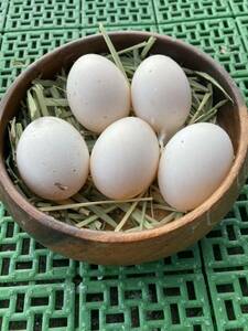 コールダック　マグパイ　有精卵　卵　5個セット