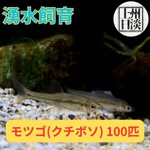 [湧き水] [群馬県産] モツゴ (クチボソ）★100匹セット★+サービス 日淡 アクアリウム 天然