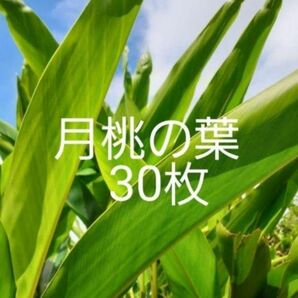 無農薬　月桃の葉30＋オマケ　山野草　サンニン　生け花　虫除けアウトドア月桃枕　観葉植物　アロマ　エッセンシャルオイル　化粧水