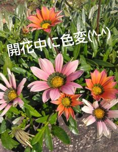 色が変化する　ガザニア　挿し穂5本　ガーデニング　観葉植物　寄せ植え　花苗　希少　レア　グランドカバー　初心者向け　植え時