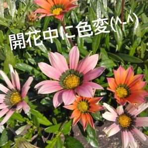 色が変化する　ガザニア　挿し穂5本　ガーデニング　観葉植物　寄せ植え　花苗　希少　レア　グランドカバー　初心者向け　植え時