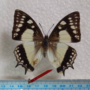 蝶標本　貴重種　フタオチョウ　♀微傷修理があり（鹿児島県.奄美大島産）野外品