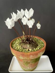 [. kind cyclamen persicum *glae cam f.album* seeds 10 bead ] search - fields and mountains grass . entering 