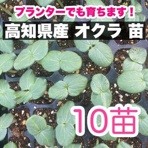 10本 オクラ 苗 野菜 即購入OK g177