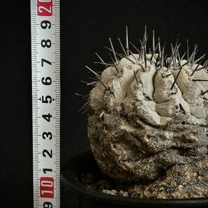 コピアポア シネレア 黒王丸 現地球 山木 自根 グレー肌 ワイルド株 copiapoa cinerea サボテン 多肉植物 の画像7