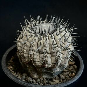 copiapoa cinerea コピアポア シネレア 黒王丸 現地球 山木 自根 強刺 ワイルド株 サボテン 多肉植物 グレー肌 の画像2