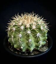 実生　古株　コピアポア シネラスケンス 竜牙玉　Copiapoa cinereascens 大株　貴重　検索　サボテン　黒王丸　多肉植物　_画像2