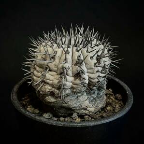 copiapoa cinerea コピアポア シネレア 黒王丸 現地球 山木 自根 強刺 ワイルド株 サボテン 多肉植物 グレー肌 の画像3