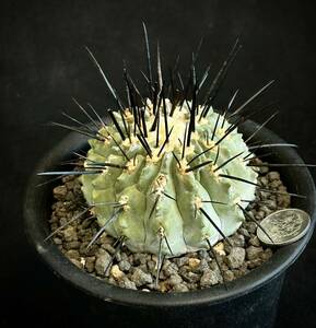 実生 古株　コピアポア デアルバータ Copiapoa dealbata 黒士冠　フィールドナンバー付　サボテン 多肉植物 黒王丸 