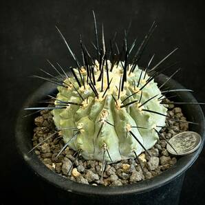 実生 古株 コピアポア デアルバータ Copiapoa dealbata 黒士冠 フィールドナンバー付 サボテン 多肉植物 黒王丸 の画像1