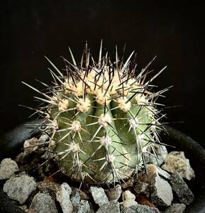 レア種　実生　Copiapoa marginata コピアポア マルギナータ 竜鱗丸　フィールドナンバー付　AW89 サボテン　多肉植物 