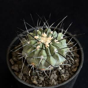 実生 コピアポア デアルバータ Copiapoa dealbata 黒士冠 扁平株 フィールドナンバー付 AW352 サボテン 多肉植物 の画像1