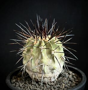 実生 23年 コピアポア デアルバータ Copiapoa dealbata 黒士冠　古株 フィールドナンバー付　サボテン 多肉植物 黒王丸 