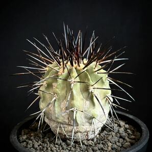 実生 23年 コピアポア デアルバータ Copiapoa dealbata 黒士冠 古株 フィールドナンバー付 サボテン 多肉植物 黒王丸 の画像1