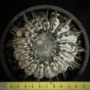 copiapoa cinerea コピアポア シネレア 黒王丸 現地球 山木 自根 強刺 ワイルド株 サボテン 多肉植物 グレー肌 の画像8