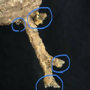 copiapoa cinerea コピアポア シネレア 黒王丸 現地球 山木 自根 強刺 ワイルド株 サボテン 多肉植物 グレー肌 の画像10