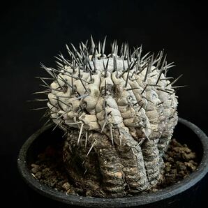 copiapoa cinerea コピアポア シネレア 黒王丸 現地球 山木 自根 強刺 ワイルド株 サボテン 多肉植物 グレー肌 の画像5