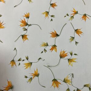 melasferula pressed flower A4 3 sheets 