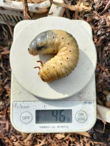 カブトムシの幼虫 超特大サイズ 1匹 浜松市天竜川 河川敷原産