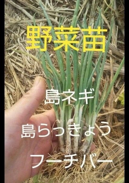 野菜苗(ネコポス発送)