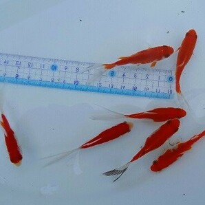 金魚広場 NO４４ 明け２歳特選 庄内金魚・かつぶし更紗 約８．５～９ｃｍ ７匹＋５匹 計１２匹 の画像7