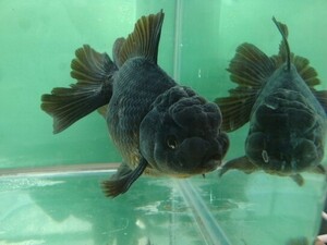 金魚広場　NO３９　当歳特選魚　鈴木系ブラックドラゴン・稚魚(選別品)　約３～３．５ｃｍ　ほぼ四つ尾　２０匹　