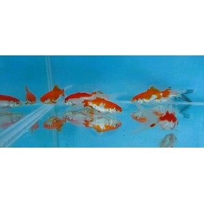 金魚広場 NO４４ 明け２歳特選 庄内金魚・かつぶし更紗 約８．５～９ｃｍ ７匹＋５匹 計１２匹 の画像3