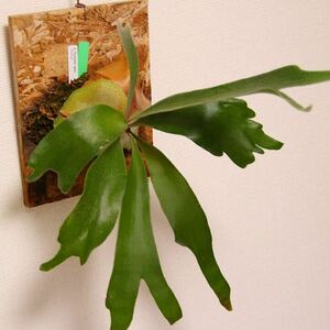 [P.'Peawchan' spore] staghorn fern pyu- tea n.. breeding stock 2