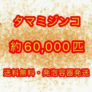 【送料無料】タマミジンコ 約60,000匹1