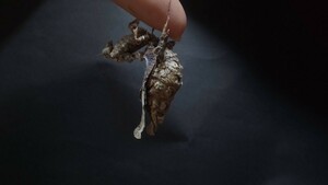 ニセコシオリカレハカマキリ　２齢幼虫　５匹
