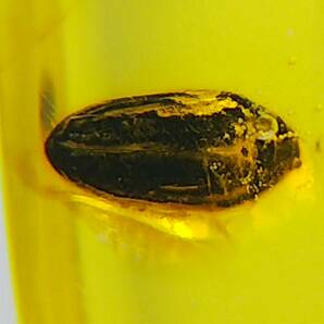 #7996 白亜紀 虫入り ビルマ琥珀 ヒゲブトコメツキ（バーマイト 甲虫 昆虫 化石 アンバー）の画像1