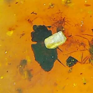 #7984 白亜紀 虫入り ビルマ琥珀 蟻 Lepiceridae（甲虫）ダニほか（バーマイト 昆虫 化石 アンバー）の画像2