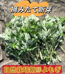 天然よもぎ　農薬不使用！新鮮よもぎ約600g（真空パック包装）摘みたて新芽