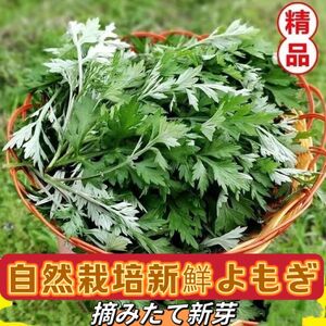 天然よもぎ　農薬不使用！新鮮よもぎ約250g（増量中）摘みたて新芽