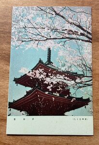 VV-1958 ■送料込■ 京都府 京のさくら 眞如堂 桜 花 花見 神社 寺 宗教 風景 春 春景 古都 名所 レトロ 絵葉書 古葉書 写真 古写真/くNAら