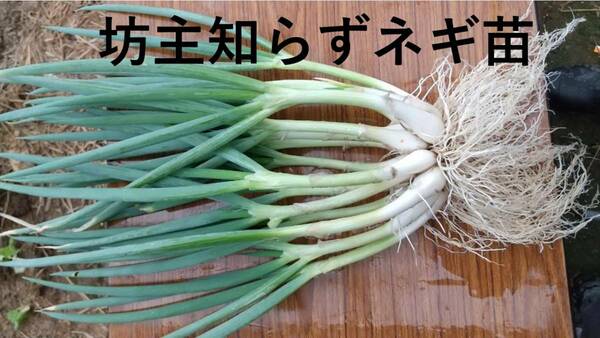 ぼうずしらずねぎ苗100本（畑での生育が良い様に、根と葉を沢山残して発送します）　※坊主知らずネギ