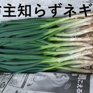 ぼうずしらずねぎ苗40本（畑での生育が良い様に、根と葉を沢山残して発送します）　坊主知らずネギ、分げつ、家庭菜園、薬味