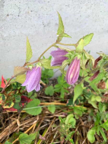 ほたるぶくろ　白　紫色　五株づつ