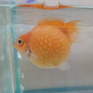 即決まんまるピンポンパール 赤ちゃん（稚魚）40匹+10匹の画像5