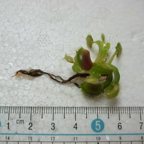 ハエトリソウ Dionaea muscipula Phalanx 抜き苗 食虫植物 Fの画像1