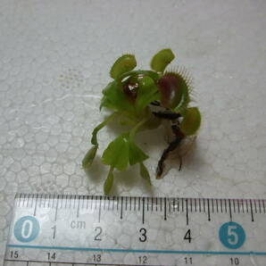 ハエトリソウ Dionaea muscipula Phalanx 抜き苗 食虫植物 Fの画像4